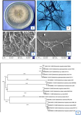 Production, Optimization, Characterization and Drought Stress Resistance by β-Glucan-Rich Heteropolysaccharide From an Endophytic Fungi Colletotrichum alatae LCS1 Isolated From Clubmoss (Lycopodium clavatum)